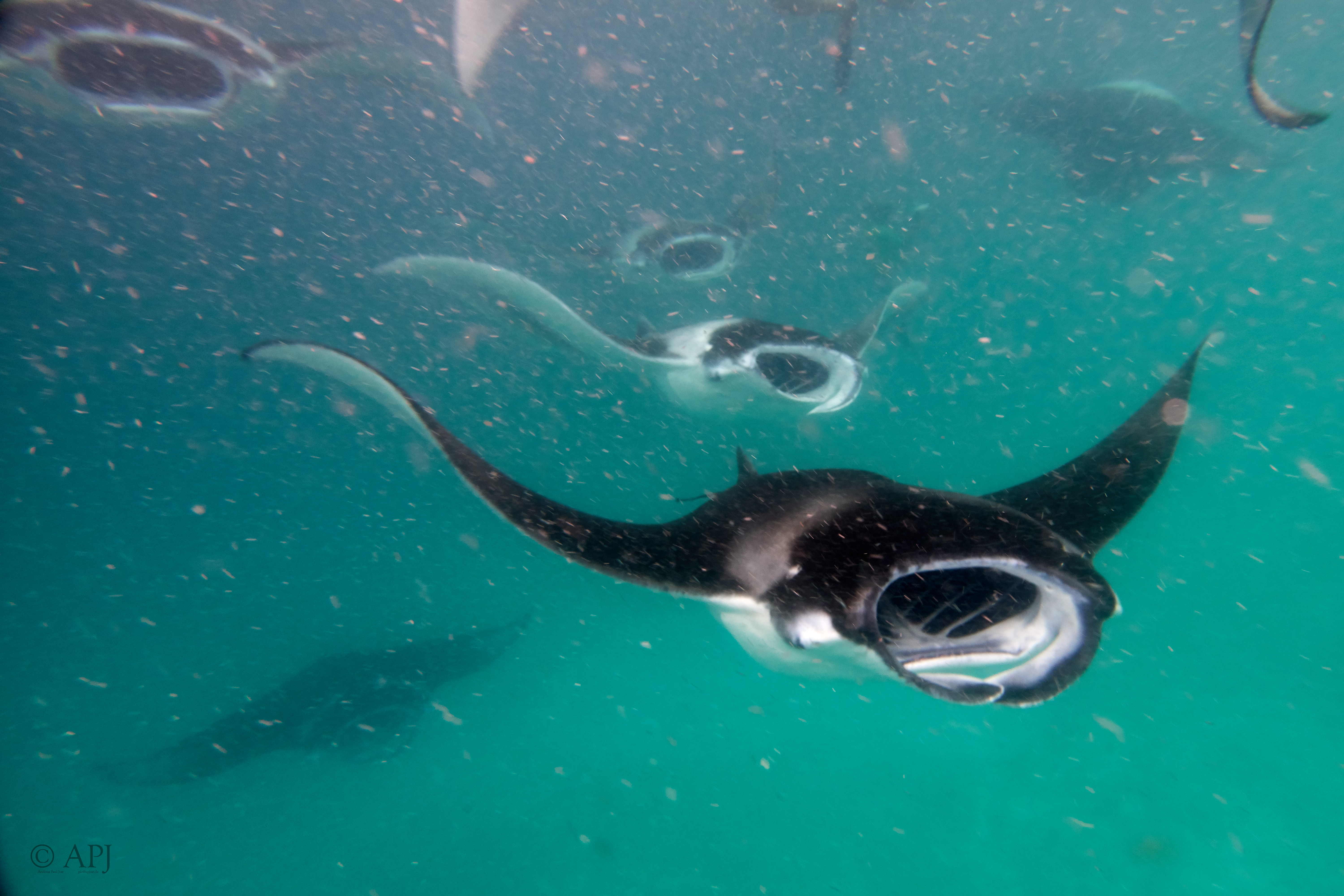 003175 17 08 17  Canon PowerShot G7 X Mark II   Malediven2017